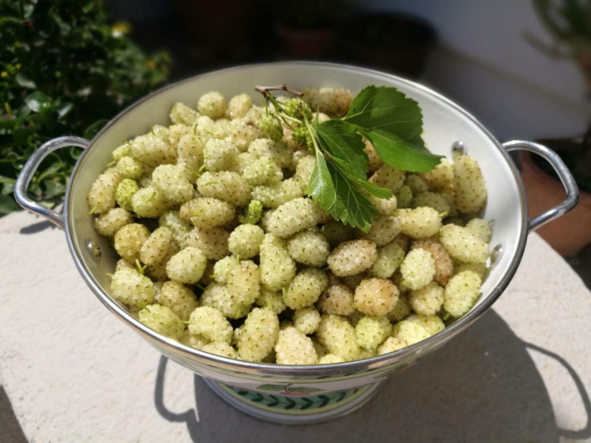 Masseria Borgo Del Gallo Tricase Zewnętrze zdjęcie